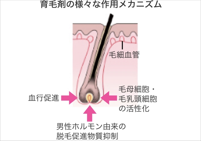 育毛の仕組みと効果について