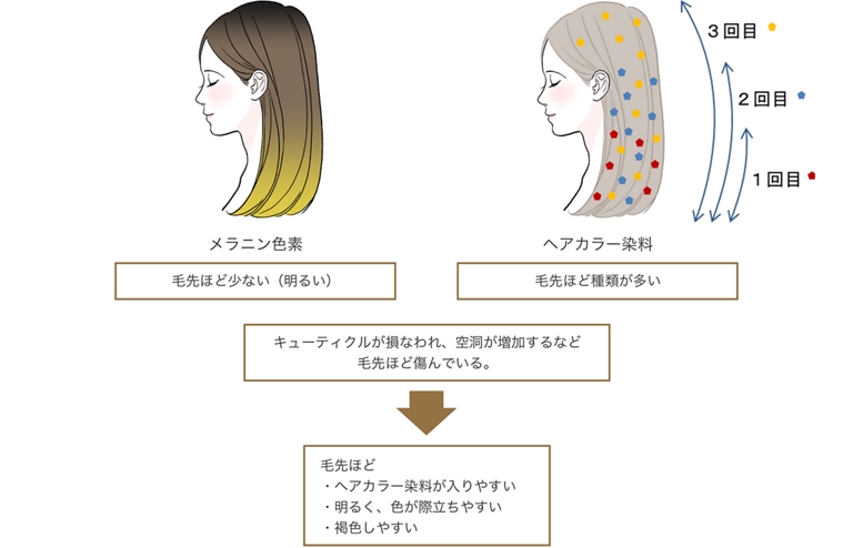 ヘアカラーによる髪色の変化について