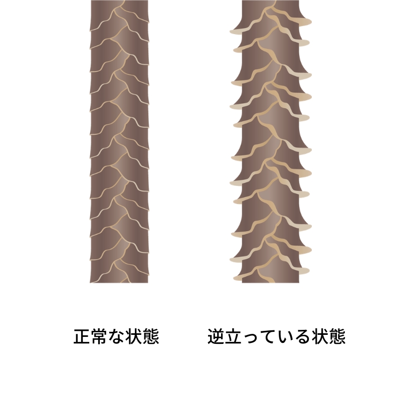 シャンプー後に髪がギシギシする原因と対策 【前編】