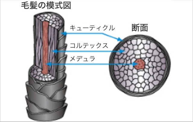 髪の構造と硬さ