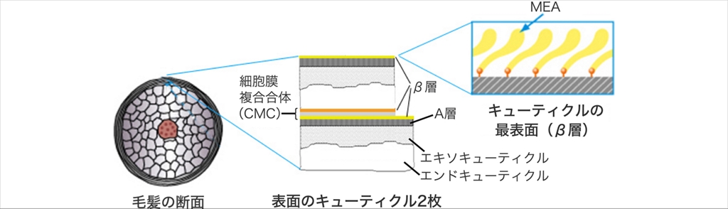 髪の構造と硬さ