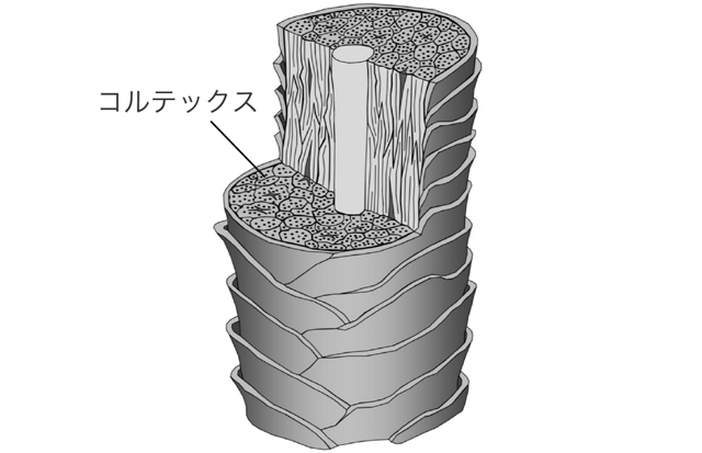 髪の構造と硬さ