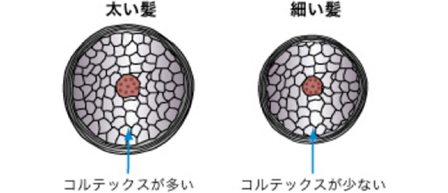 髪の構造と硬さ
