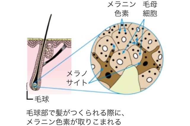 髪色について