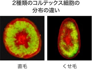 髪のクセについて