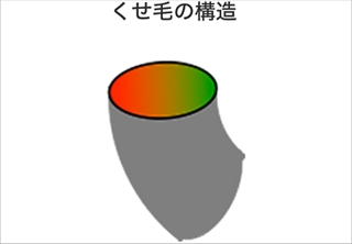 髪のクセについて