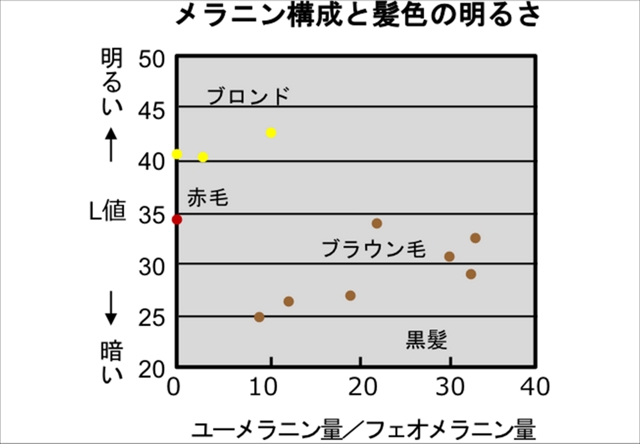 人種による髪の違い