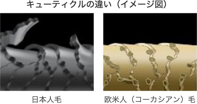 人種による髪の違い