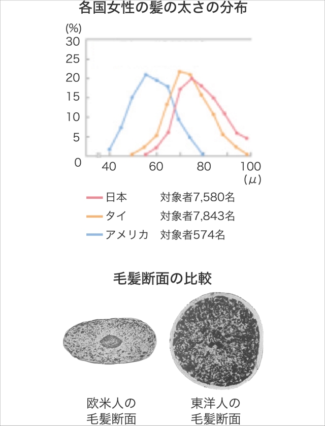 人種による髪の違い