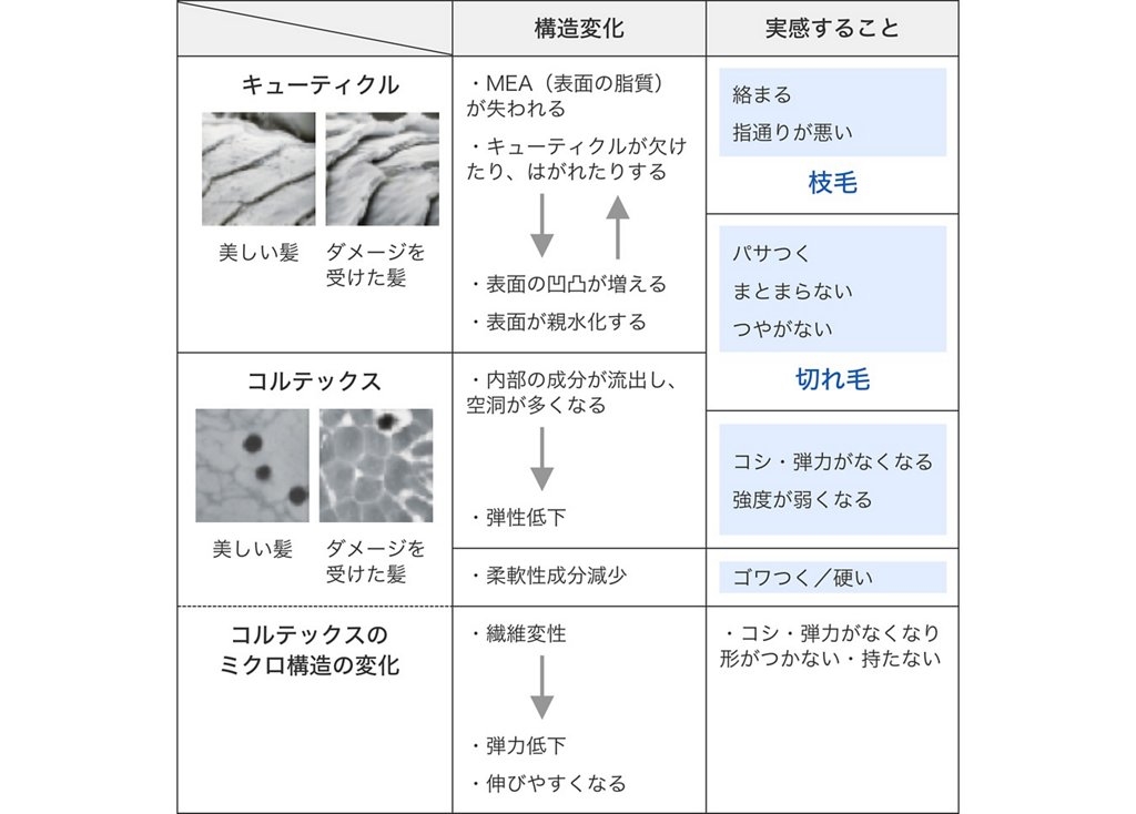 髪の構造変化と傷みについて