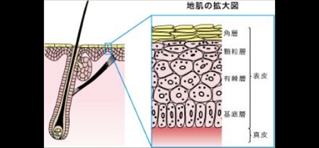 頭皮の仕組み